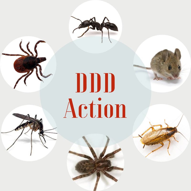 DDD Action RO